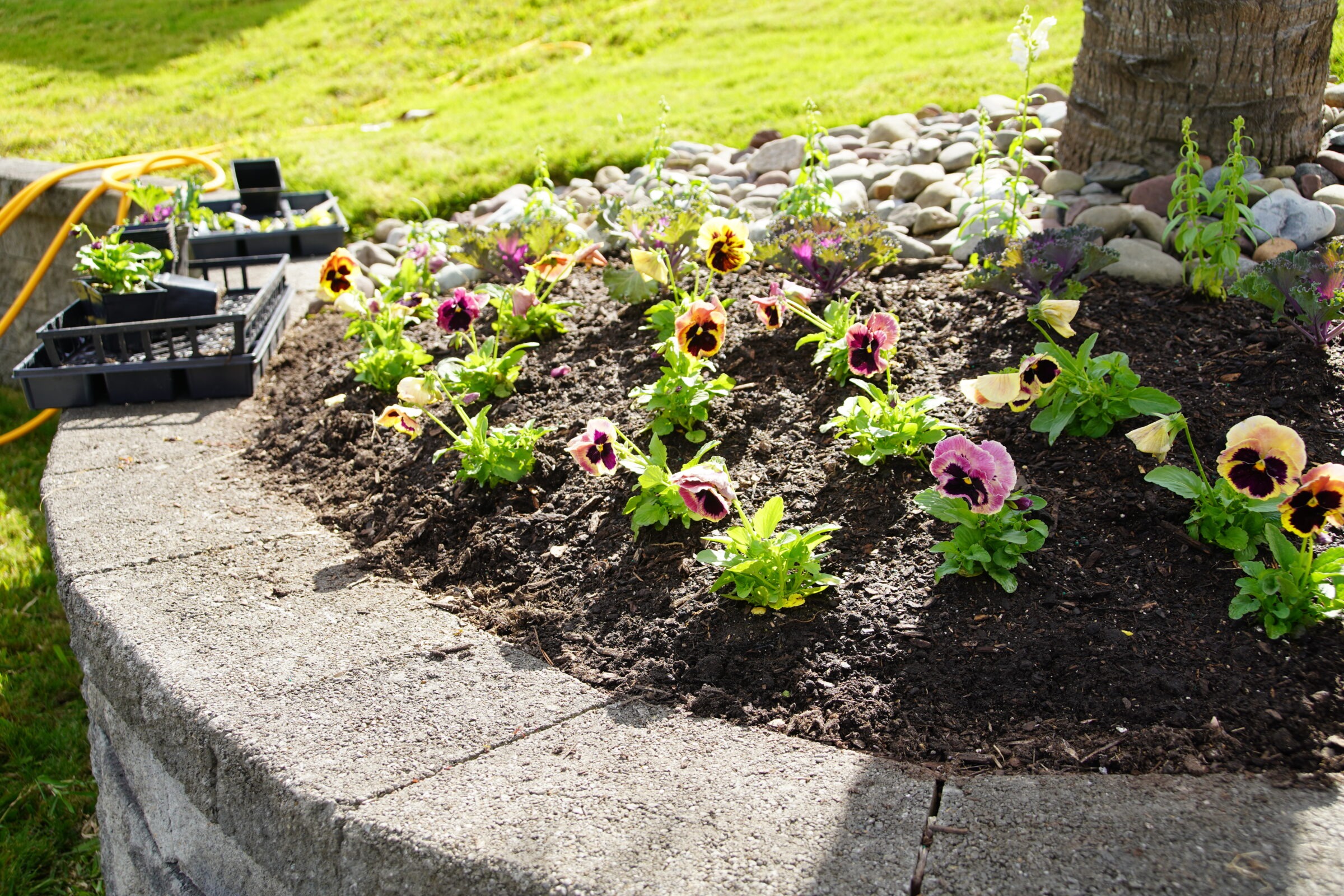Colorful flowers are planted in a garden bed surrounded by stones, with gardening supplies nearby on a sunny day.