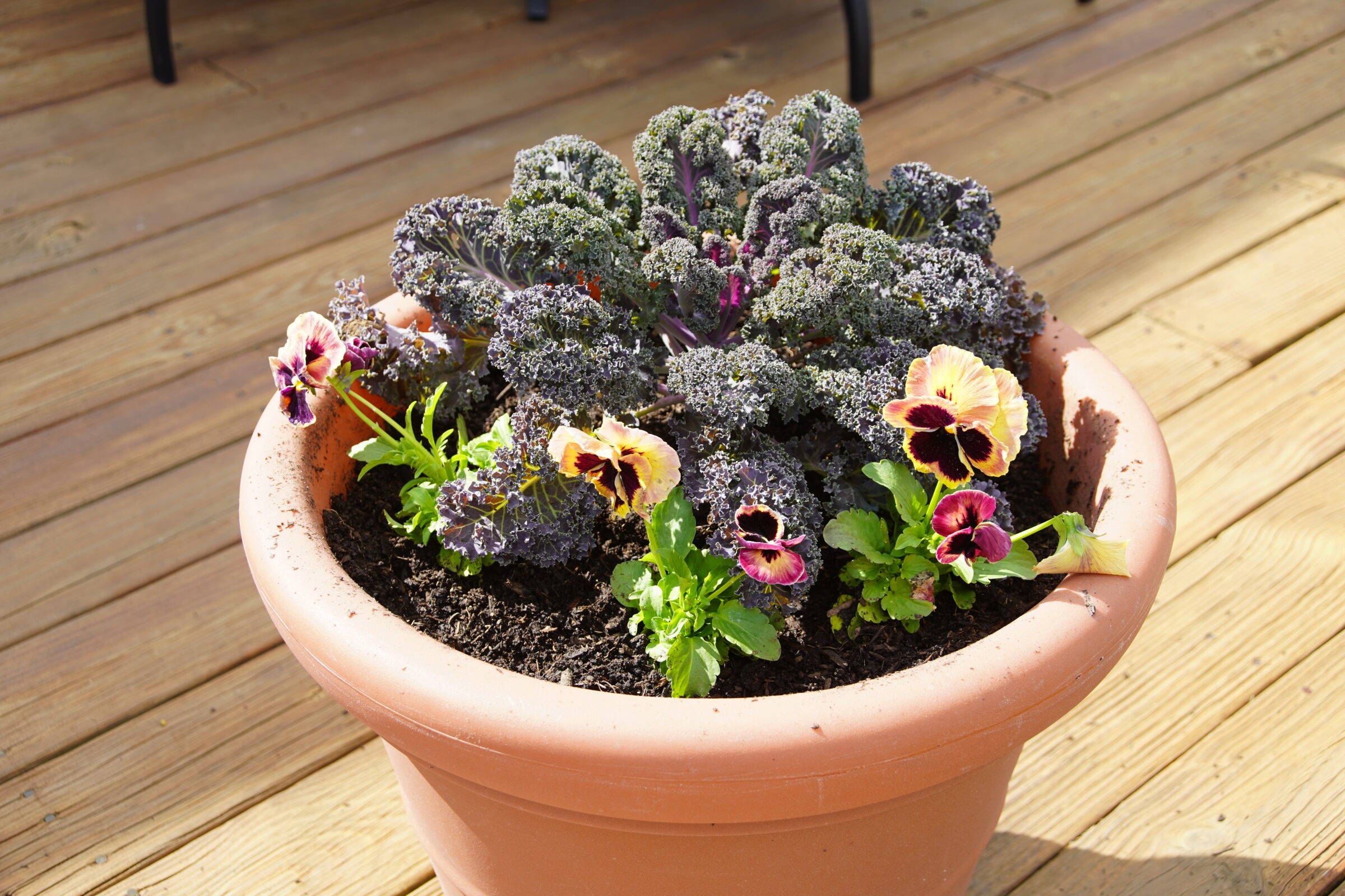 A terracotta pot with leafy greens and vibrant flowers sits on a wooden deck, bathed in sunlight.