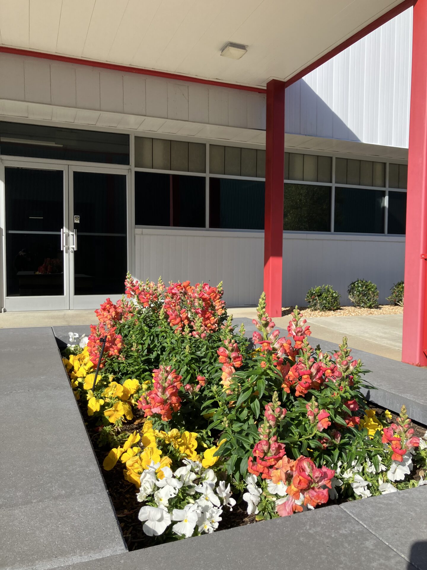 Vibrant red, yellow, and white flowers bloom in a concrete bed beside a building entrance with red pillars and glass doors.