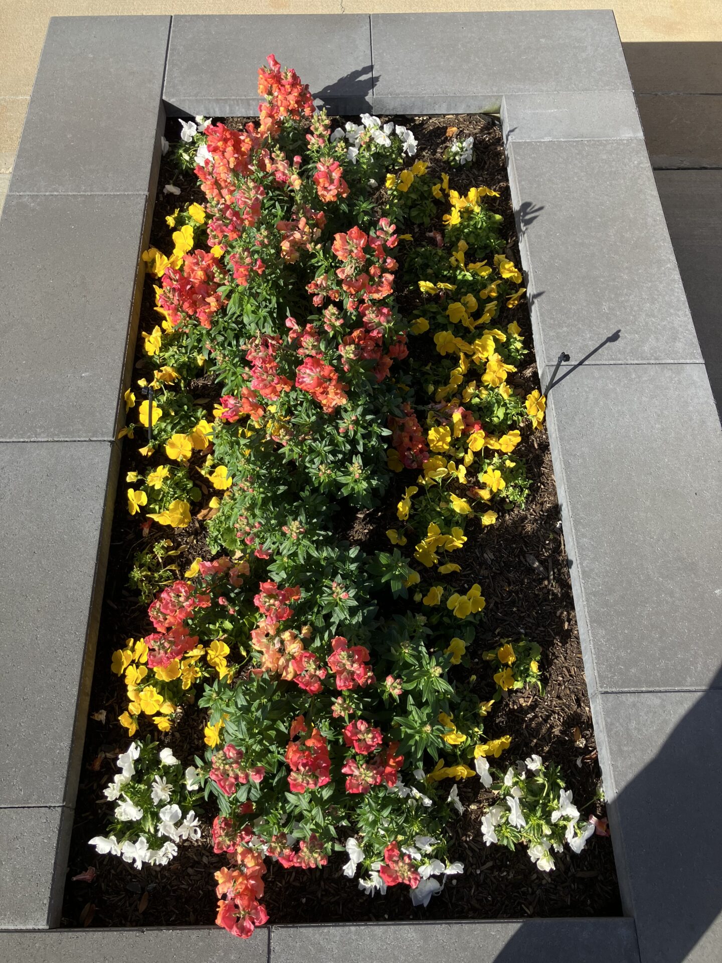 A rectangular flower bed with vibrant pink, yellow, and white blooms, surrounded by gray stone tiles, under sunny daylight.