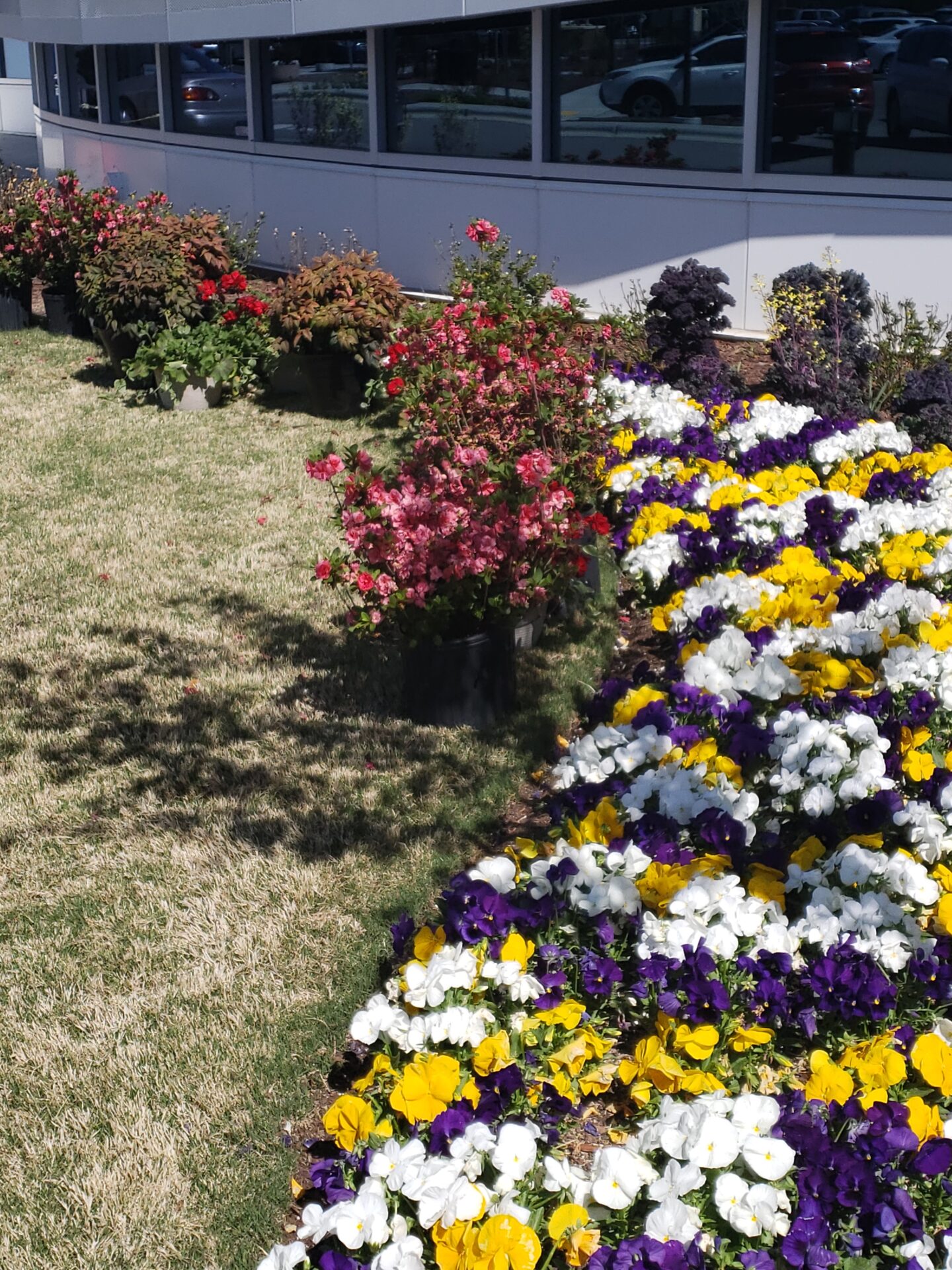 A modern building's garden features vibrant flower beds, including pink, white, yellow, and purple blossoms, with rose bushes against reflective windows.