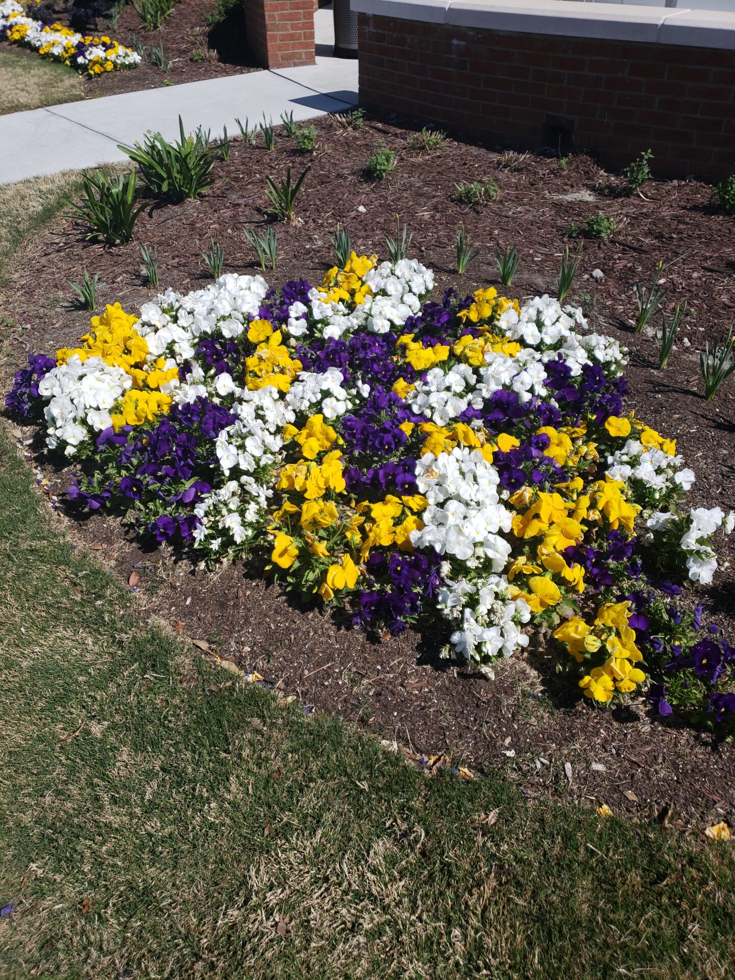 A vibrant flower bed with yellow, white, and purple blooms decorates a garden area beside a brick building and concrete pathway.