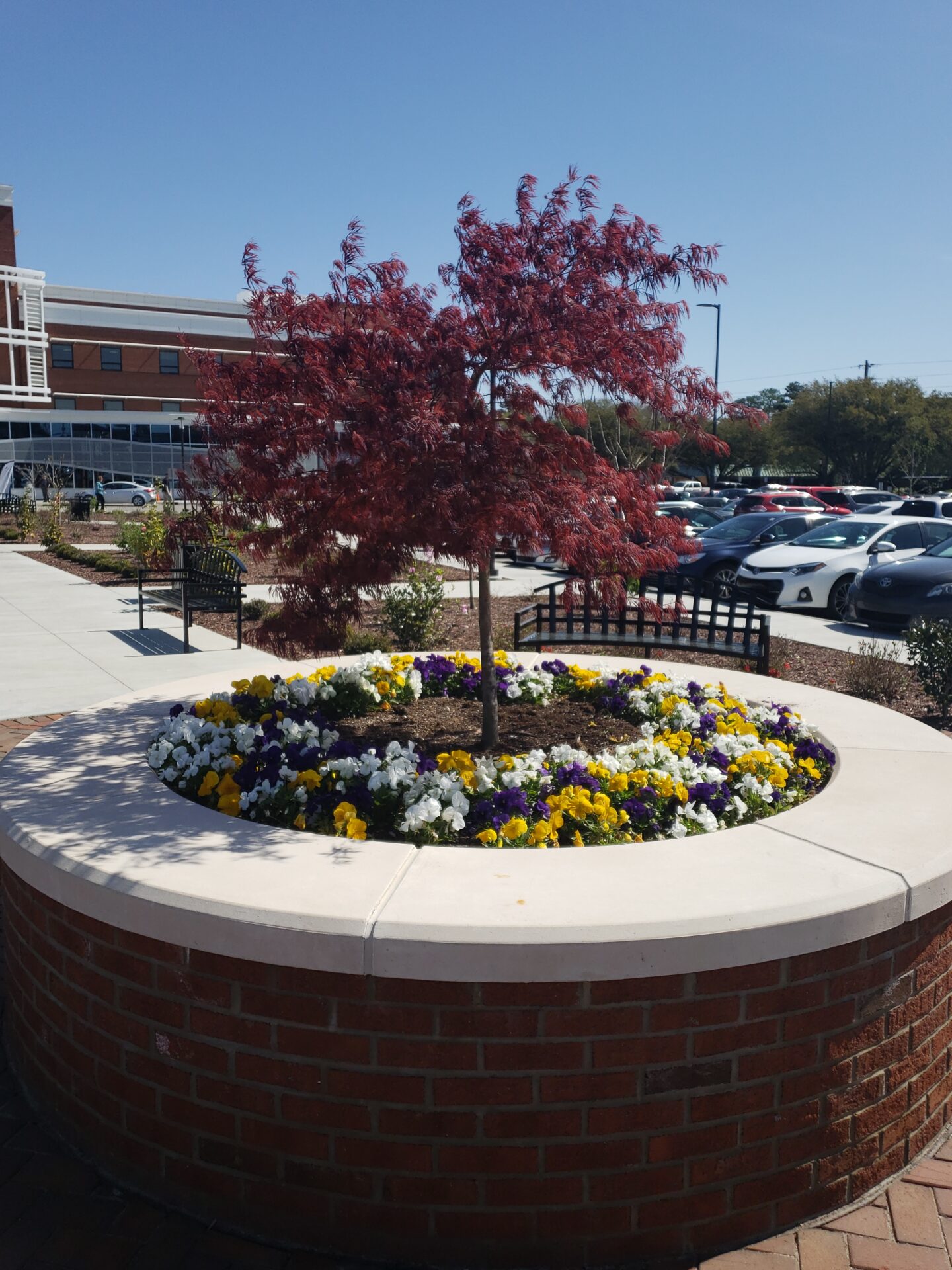 A circular flowerbed encircles a small tree with red leaves, surrounded by colorful blooms, near a modern building and parking lot.