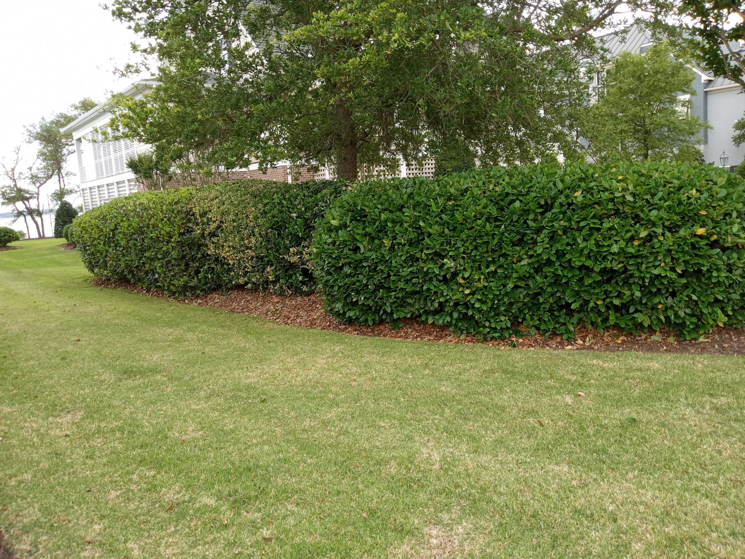 A neatly maintained hedge lines a grassy lawn, bordered by trees and a white building with large windows, creating a tranquil outdoor setting.