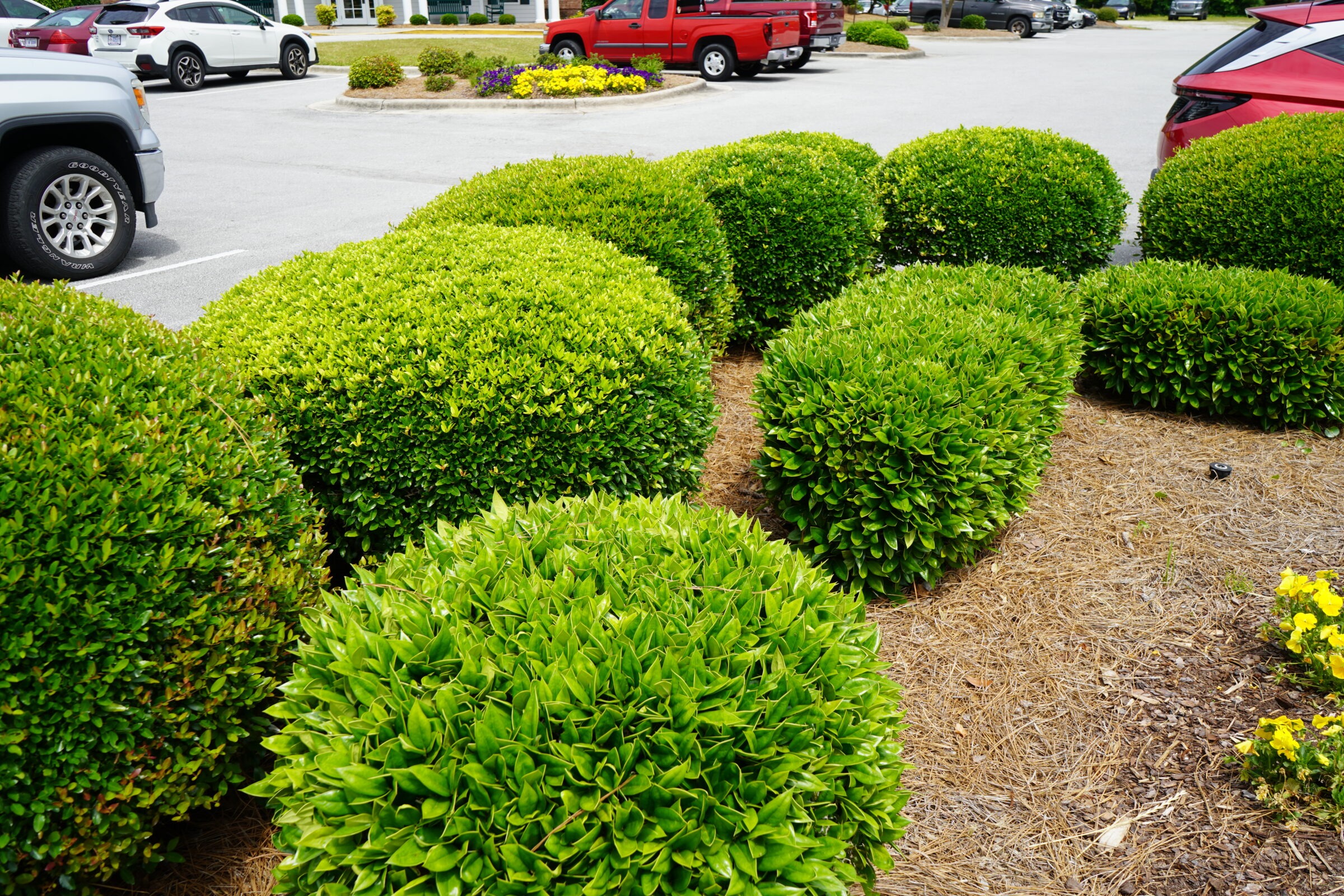 Manicured shrubs in a parking lot with various parked cars. Bright green foliage contrasts with the gray asphalt, creating a tidy, suburban landscape.