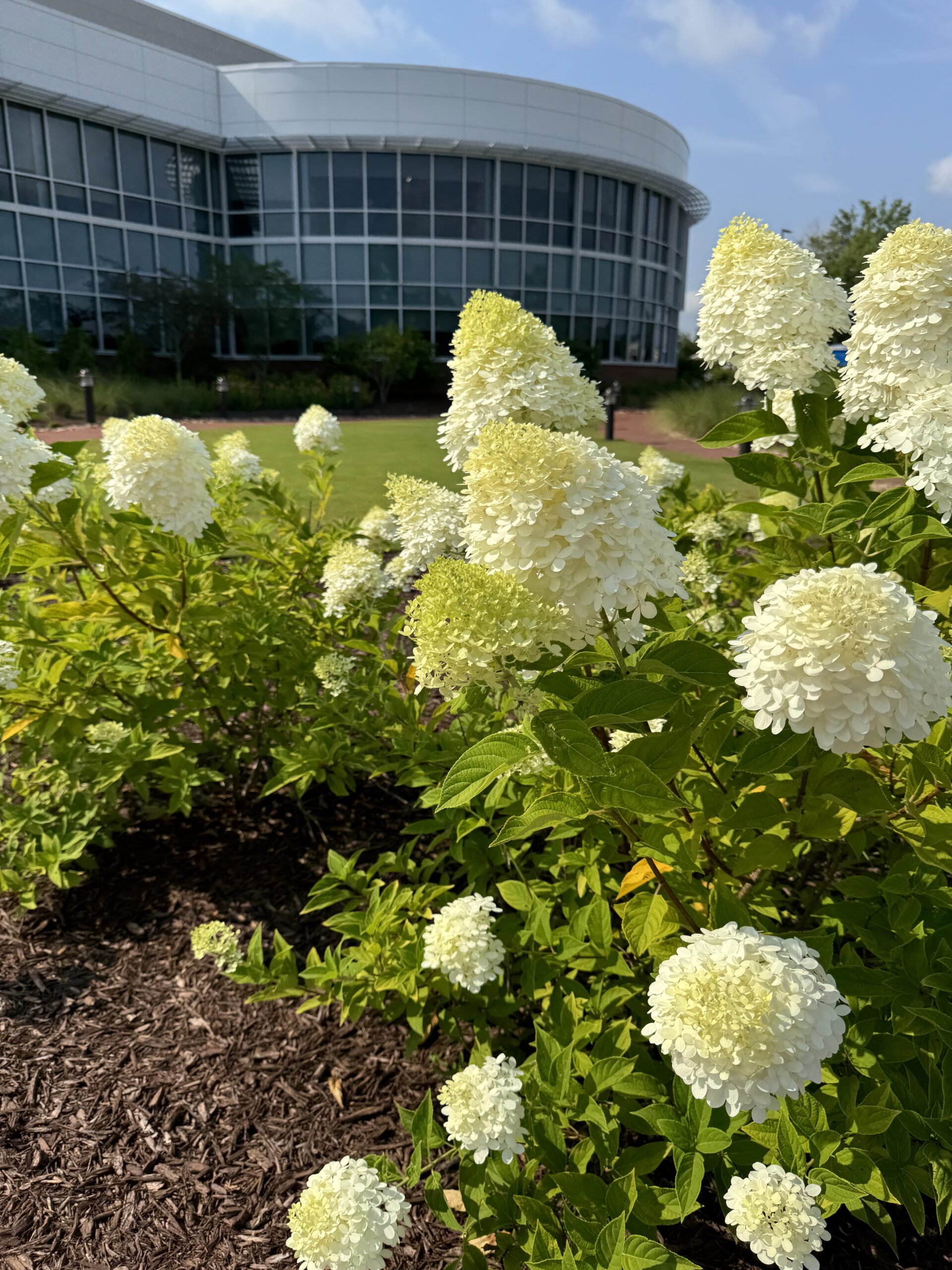 Modern building with large windows surrounded by a landscaped garden filled with blooming white hydrangeas under a clear blue sky.