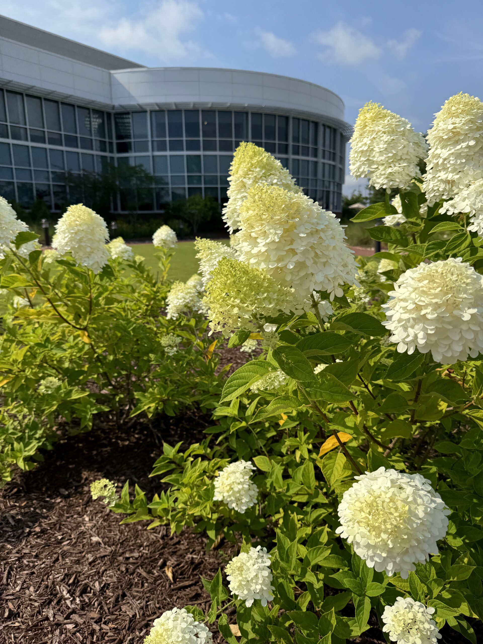 Modern glass building with curved architecture surrounded by lush green hydrangeas under a clear, sunny sky, creating a serene, picturesque landscape scene.