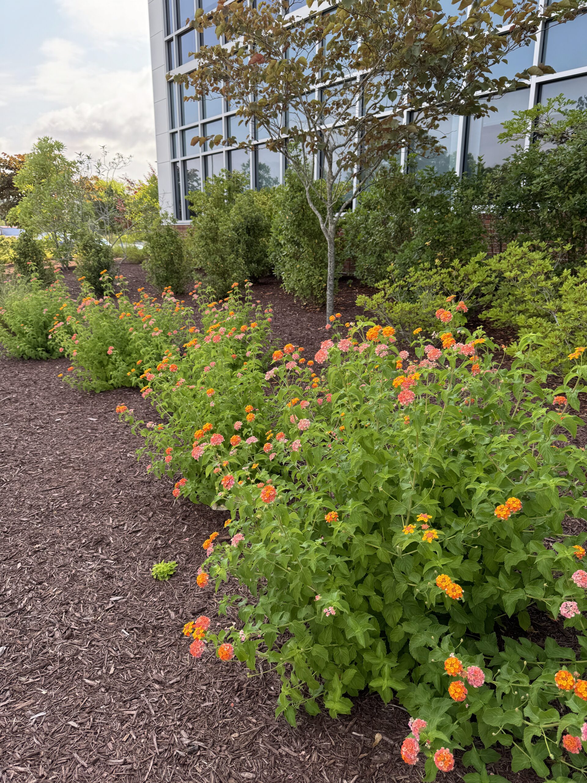 A landscaped garden with blooming orange and pink flowers beside a modern glass building, surrounded by lush green shrubs and a cloudy sky.