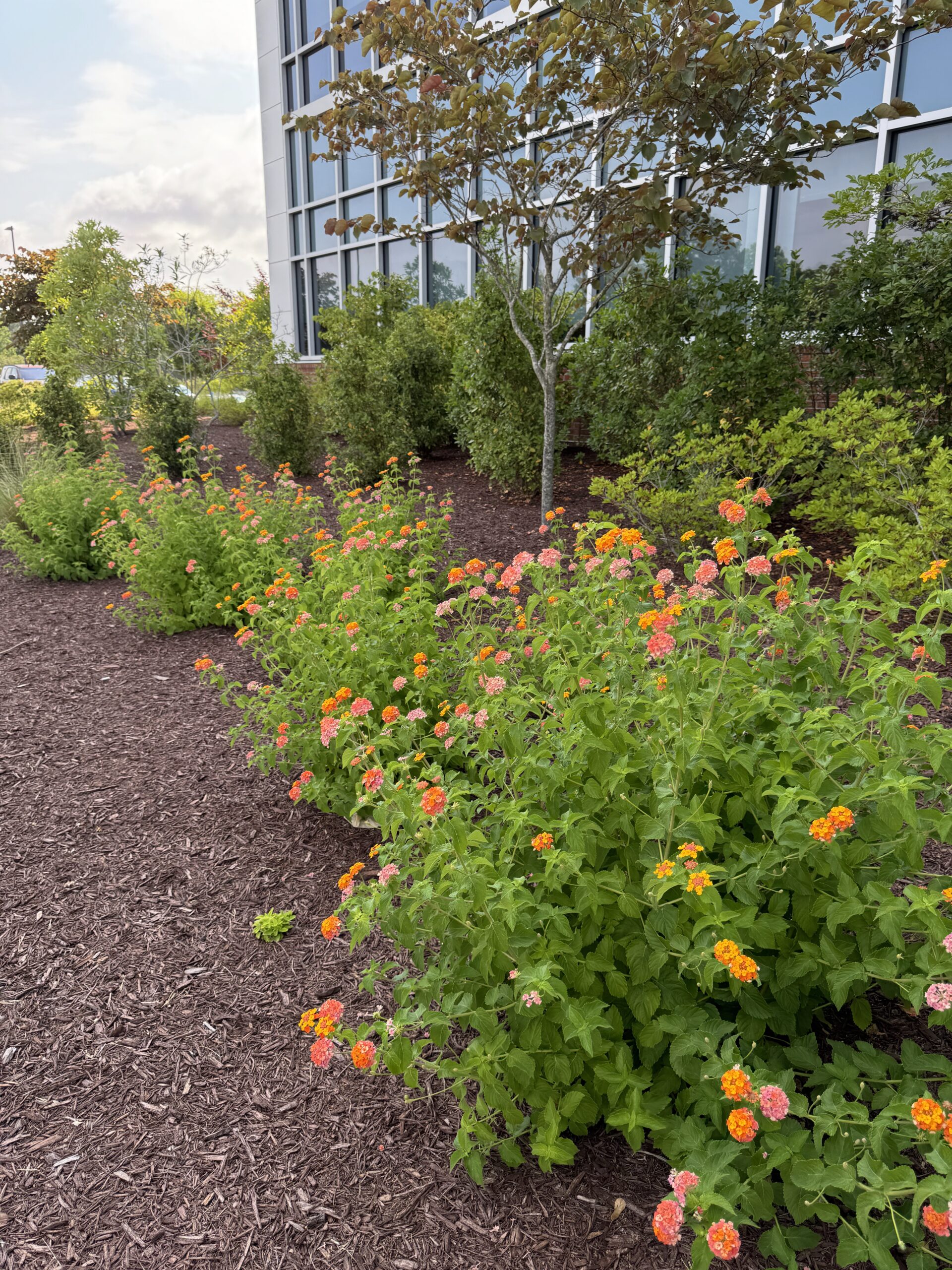 A landscaped garden with mulch, colorful flowering plants, and small trees is adjacent to a modern glass building under a partly cloudy sky.