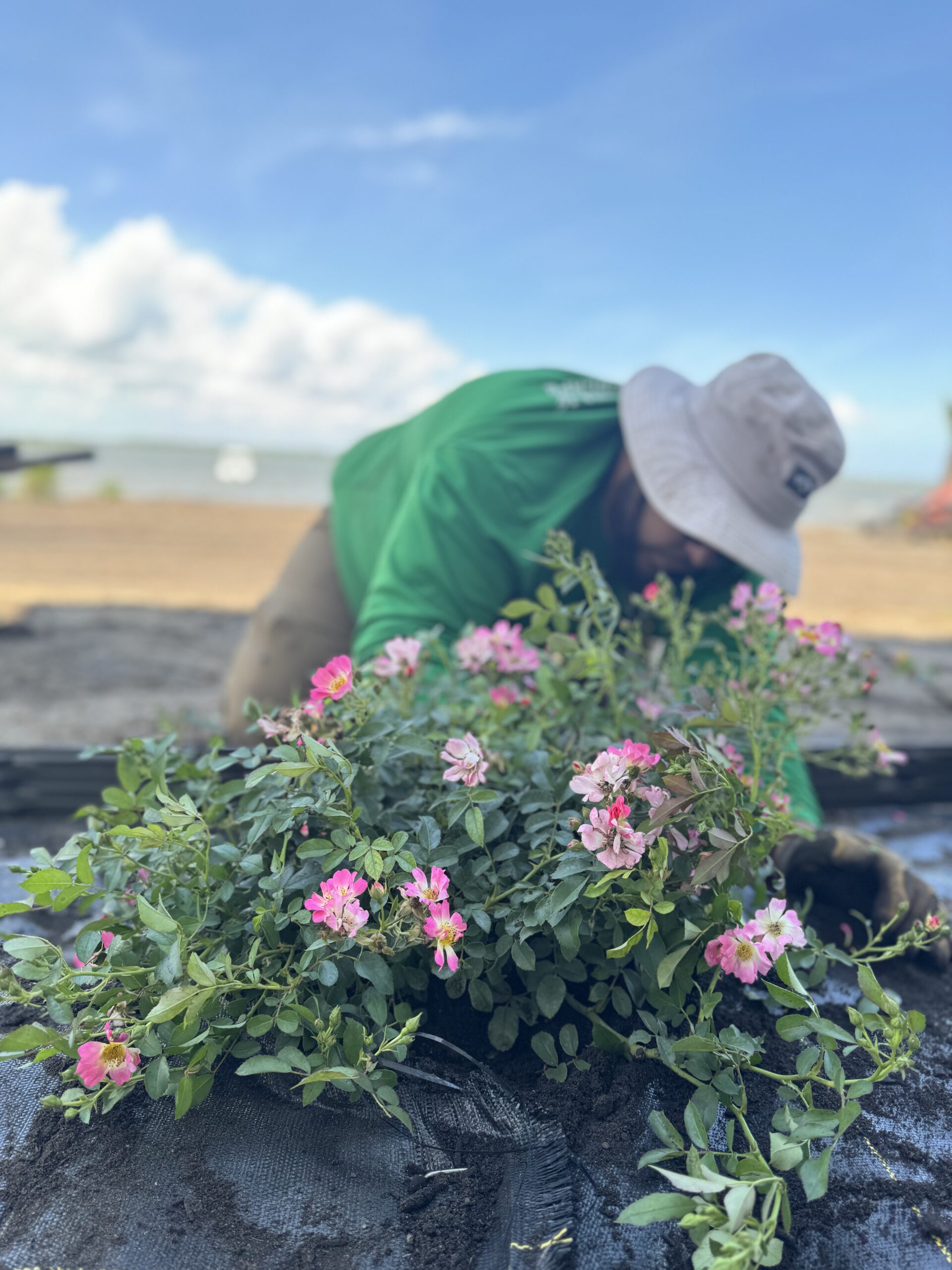 A person wearing a green shirt and hat tends to pink flowers, with a blurred background of a beach and blue sky.