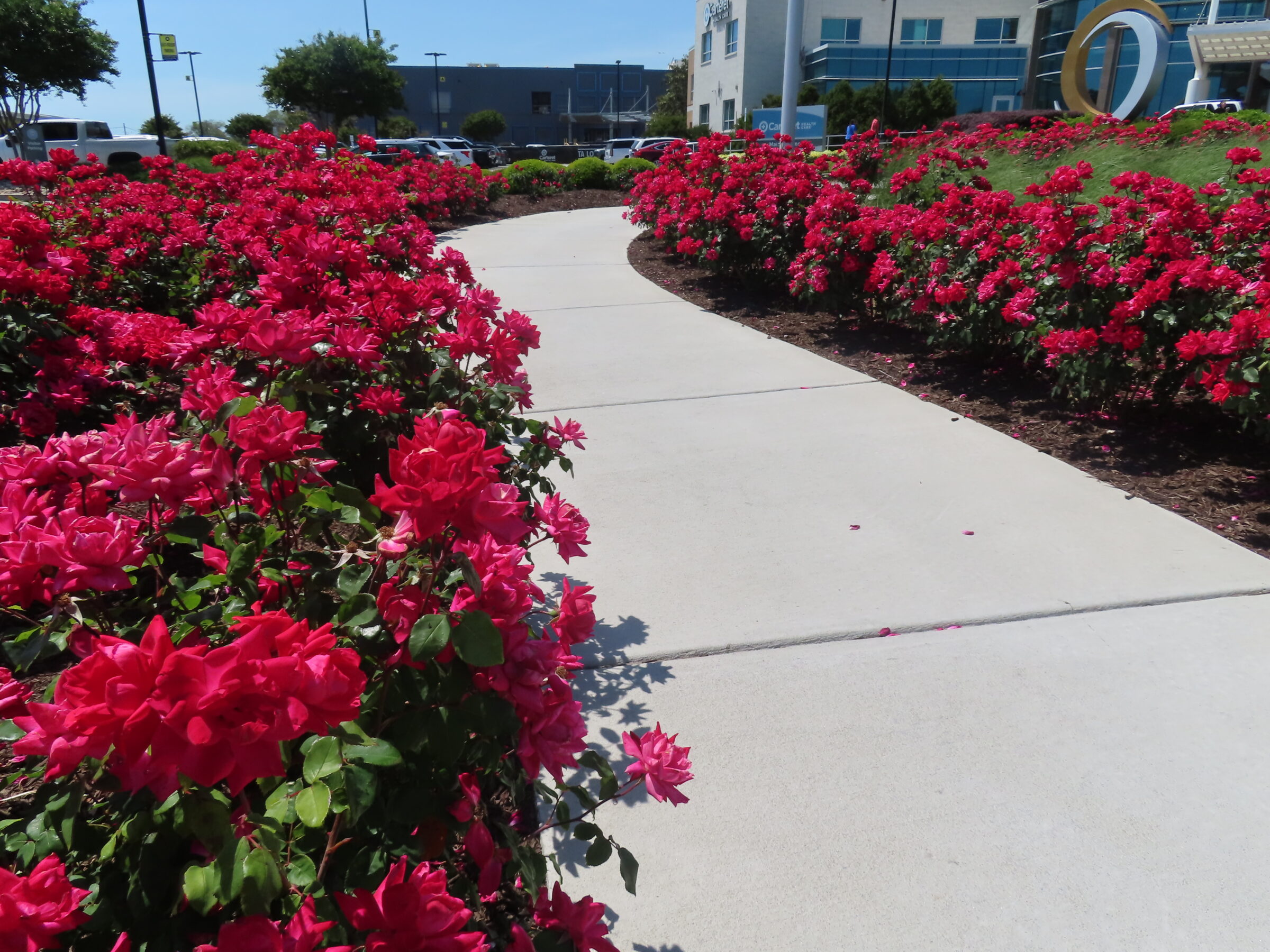 A walkway bordered by vibrant red flowers leads to a modern building with a large circular sculpture in front.