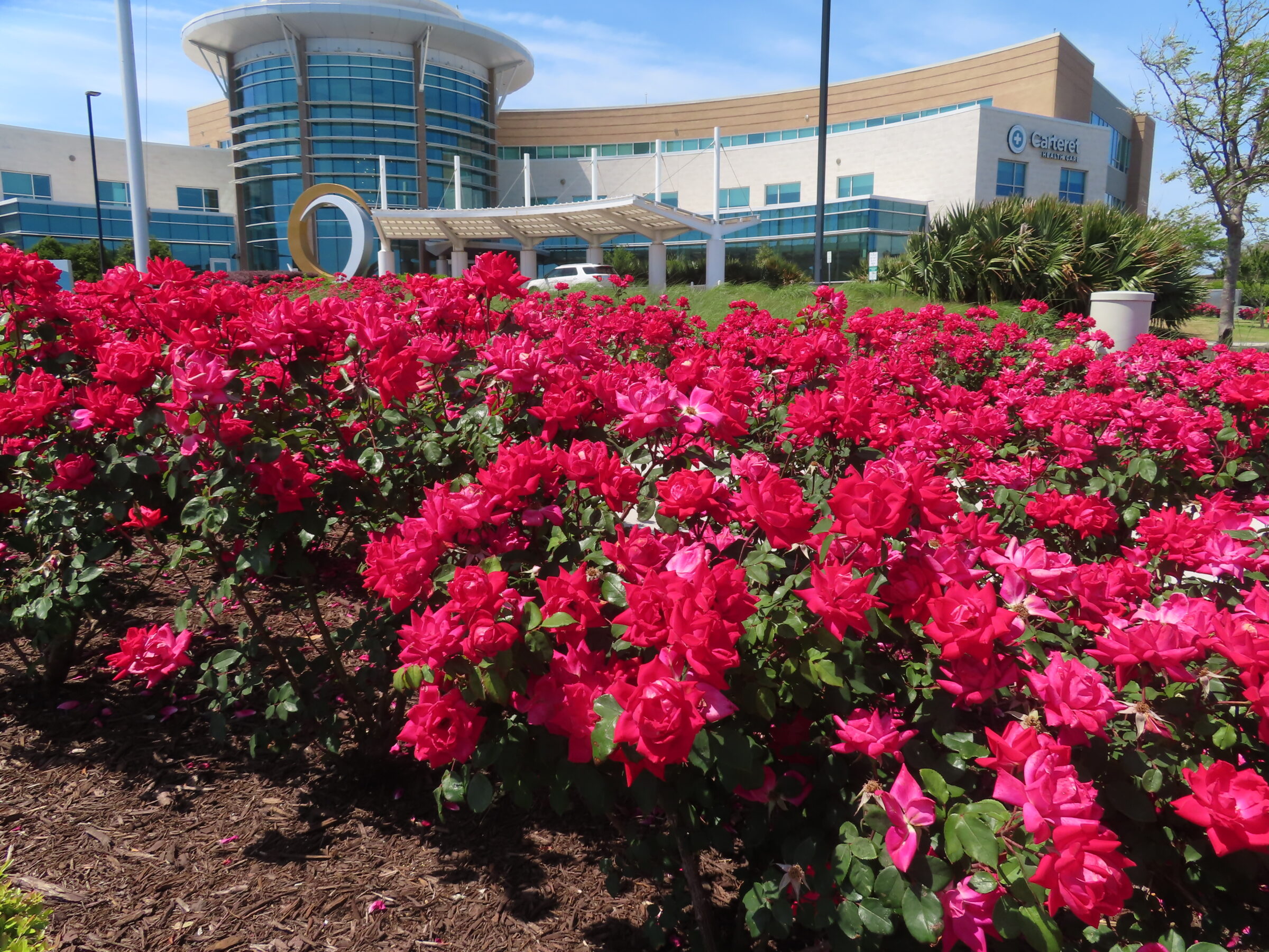 A garden of vibrant pink roses in front of a modern building labeled "Carteret Health Care" with blue glass and beige facade.