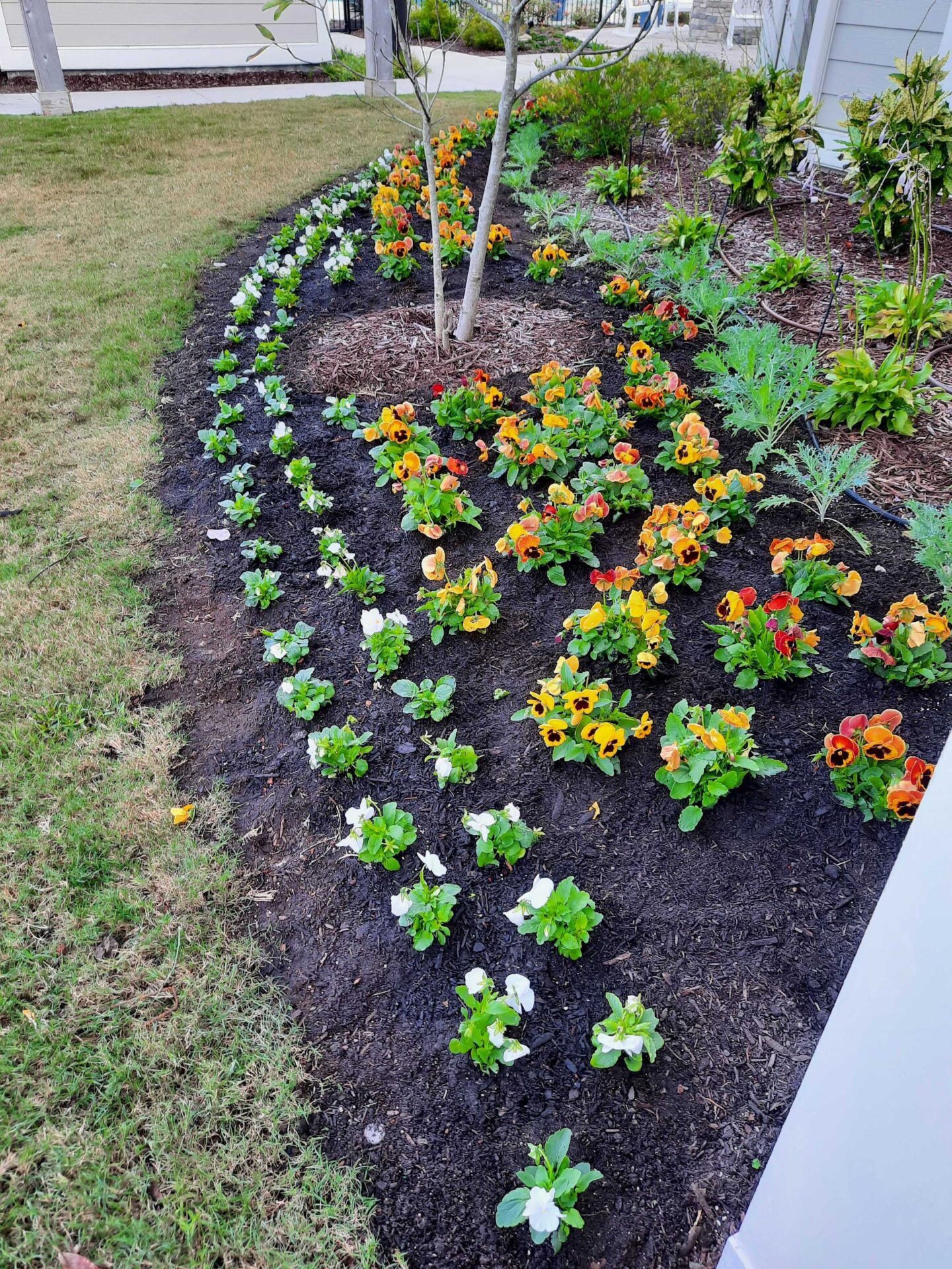 Vibrant garden with white and orange flowers, surrounded by mulch and grass, next to a building. A young tree stands in the center.