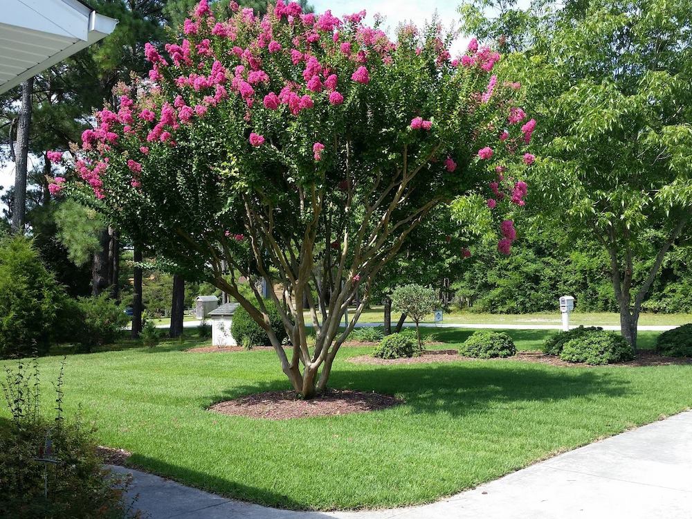 A vibrant crepe myrtle tree with pink blossoms stands in a well-manicured lawn, surrounded by shrubs and lush greenery under clear skies.