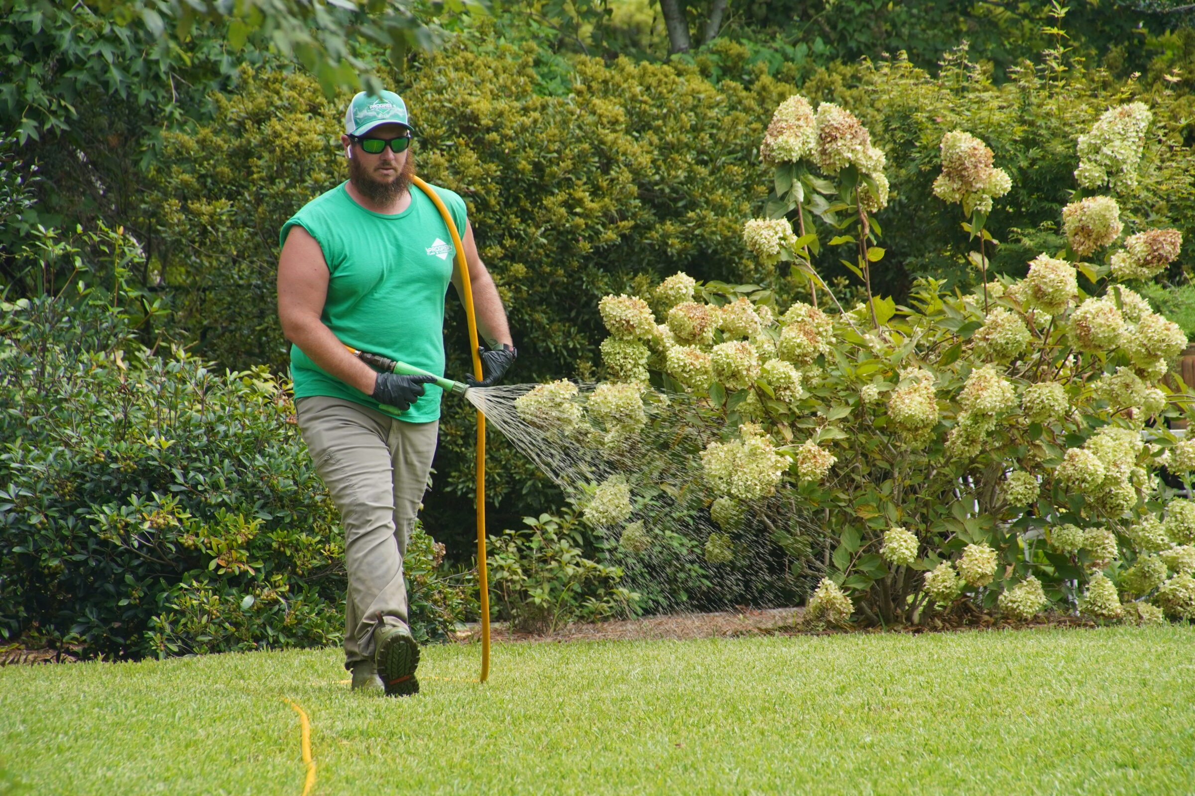 A person in a green shirt waters hydrangea bushes with a hose in a lush garden, surrounded by greenery.